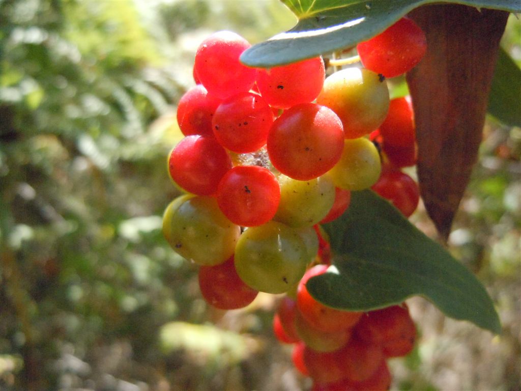 Pianta rampicante con frutti - Smilax aspera